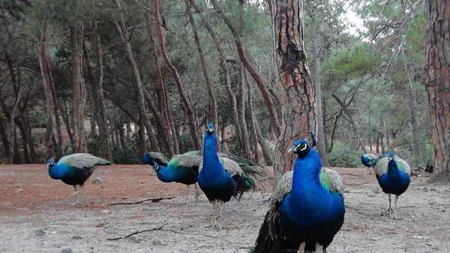 plaka forest